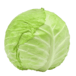 Cabbage vegetable